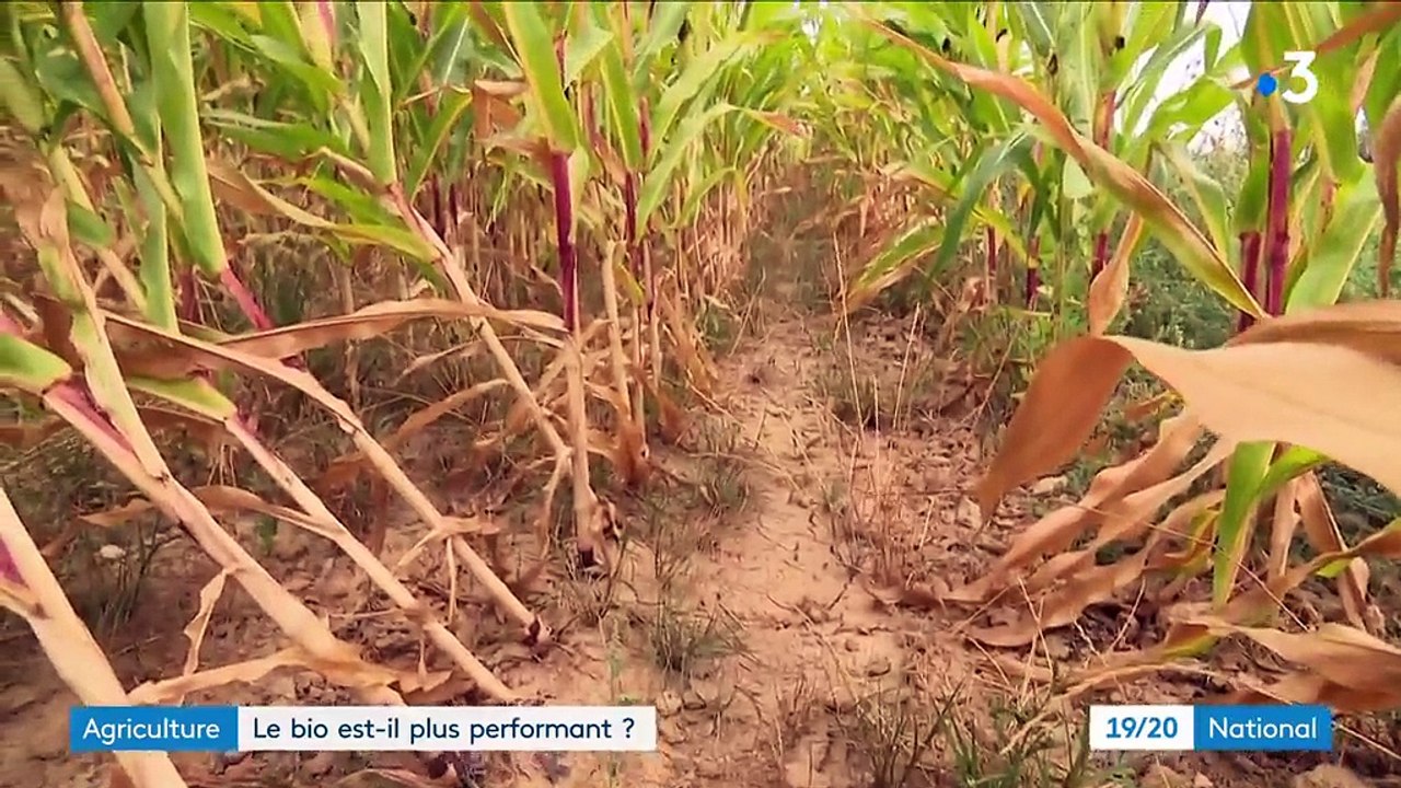 L'agriculture bio est-elle plus performante que l'agriculture conventionnelle ?