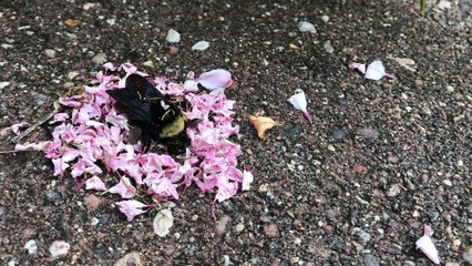 Ants Appear to Hold Funeral For Bee