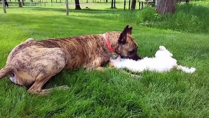 Cutest Adorable Pets Compilation July 2018