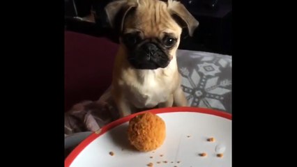 Clever pug claims meal by sneezing on owner's food