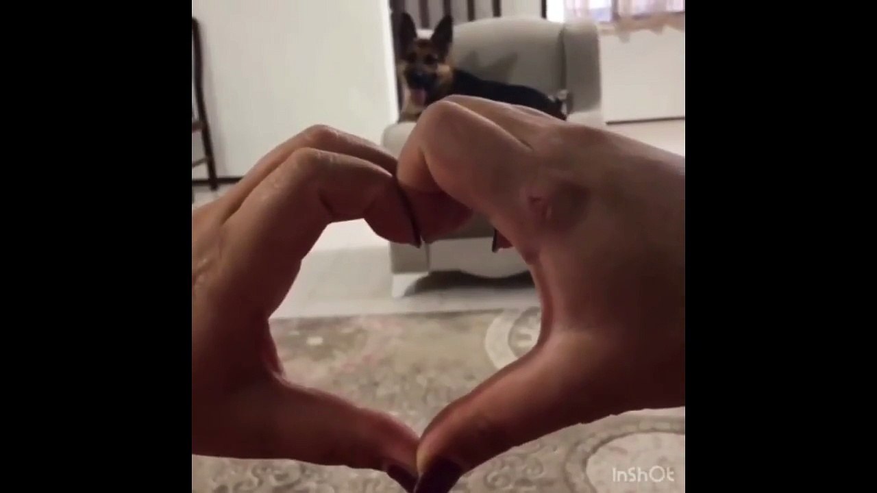 German Shepherd flawlessly performs 'snoot challenge