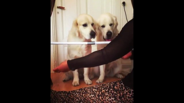 Golden Retrievers simultaneously perform hide and seek trick