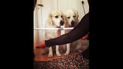 Golden Retrievers simultaneously perform hide and seek trick