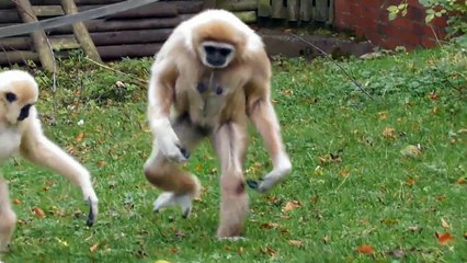 Funny compilation of monkeys walking like humans