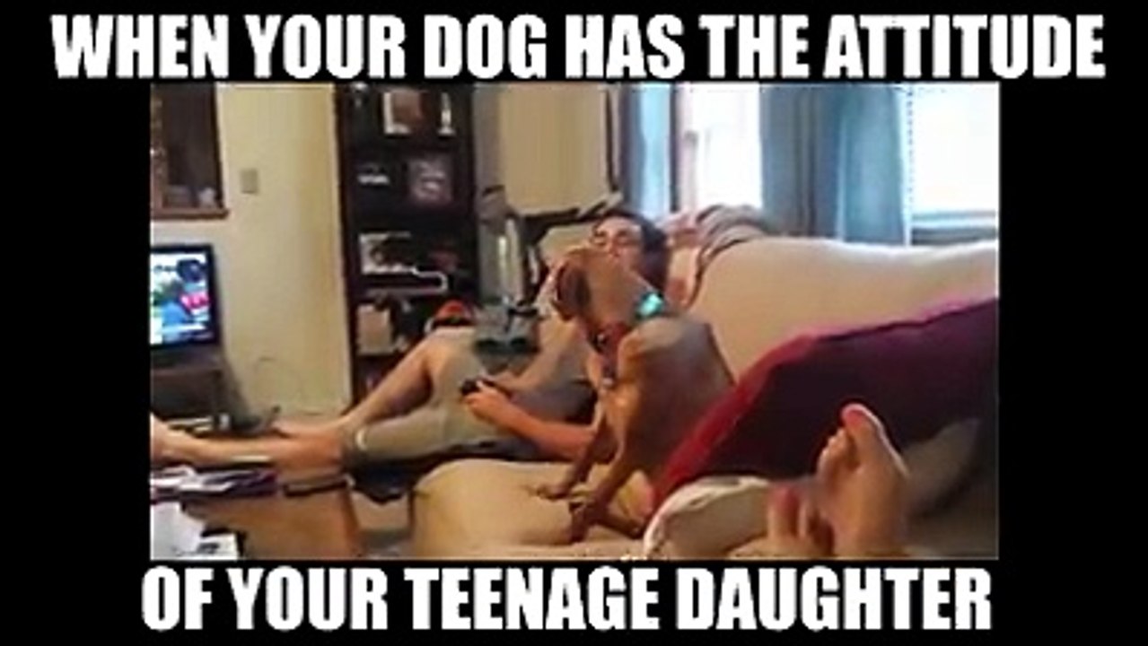 When your dog has the attitude of your teenage daughter...