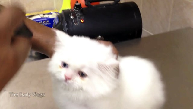 How to Clean Cats Fur / Trim / Ear / Nail / Eyes / Wash | Cats Video | The Daily Vlogs