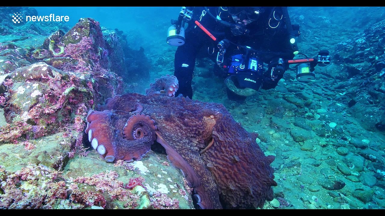 Massive octopus attacks diver, drags equipment through sea