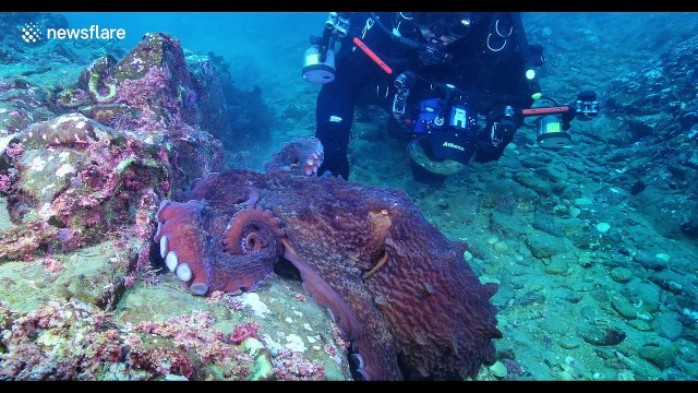 Massive octopus attacks diver, drags equipment through sea