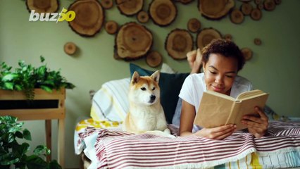 Why A Town in New Zealand Wants to Ban All Cats