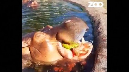 Danish hippos' love of watermelons keeps their teeth in check