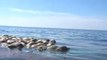 300 Sea Turtles Found Dead in Water Near Mexico Coast