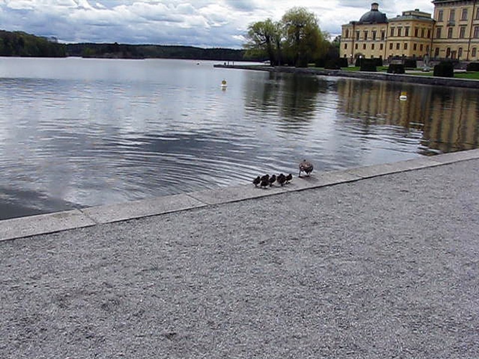 Ducks in india