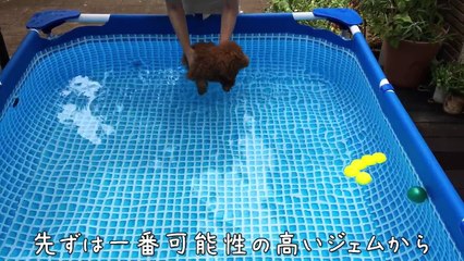 初めてだけど泳げるかな❓トイプードルのロージー・シェリ・ジェム