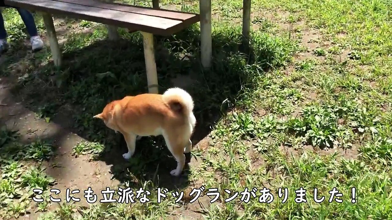柴犬小春　こうやって新潟に行きました！犬にも優しいサービスエリア