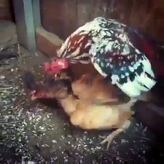 Rıfkı Abimizin Horozu Yadigar Girdiği İlişki Sonrası Kalp Krizi Geçirerek Yaşamını Yitirmiştir. Sevenlerinin Başı Sağ Olsun.Takip edin: instagram.com/issiziz.