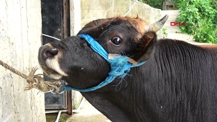 Rize’den Trabzon’a yüzen boğanın sahibi: Kesmeye kimsenin gönlü razı gelmez