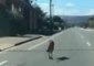 Car Overtakes as Kangaroo Hops on Busy South Australia Road