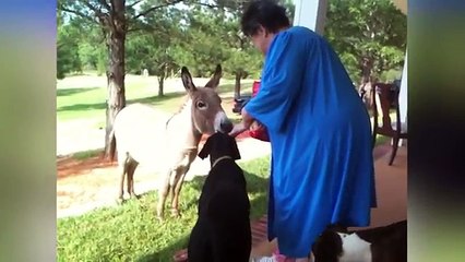 Funniest Animal Sounds Compilation of 2018 | Funny Pet Videos