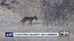 Pack of coyotes roaming Phoenix neighborhood worries residents