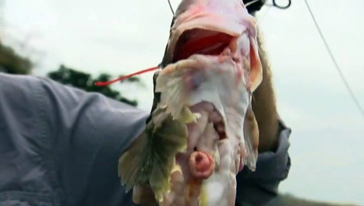 AnimalPlanet DVD River Monsters S02E00 How To Catch A River Monster
