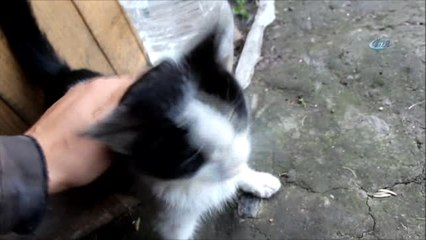 Sakat Kediye Sahip Çıktılar