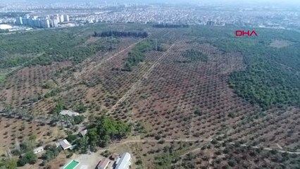 Antalya Antalya'nın Akciğerleri, Yılda 2 Bin 630 Ton Toz Emiyor Hd