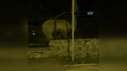Sarıkamış'ta Ayının Tel Örgüden Geçme Yöntemi Şaşırttı
