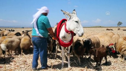 'Beyaz eşekleri' koruma çalışması sonuç veriyor - HATAY