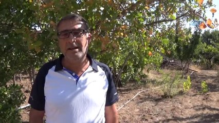 Ceviz Bahçesinde Antep Fıstığı İçin 14 Yıl Bekledi