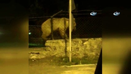Sarıkamış’ta Ayının Tel Örgüden Geçme Yöntemi Şaşırttı