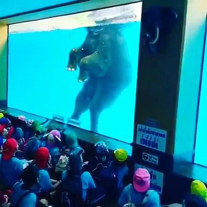 Des éléphants au bord de la noyade dans ce Zoo de Thailande