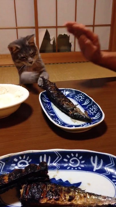 Un chat tente dattraper un poisson dans un plat