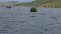 Kars Baraj Gölü Yaban Hayatına Ev Sahipliği Yapıyor