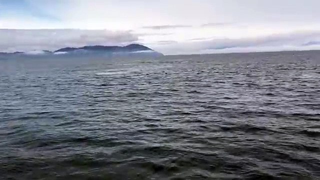 Une baleine bondit très près dun bateau