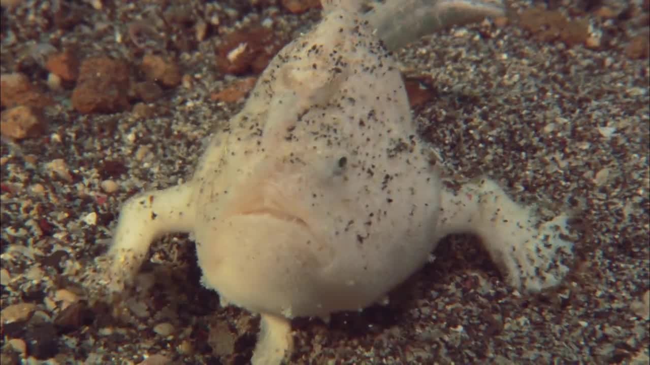 Meet the Frog Fish