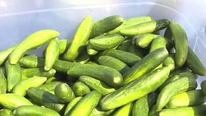 Dünyanın En Büyük Turşu Kurma Rekor Denemesi"