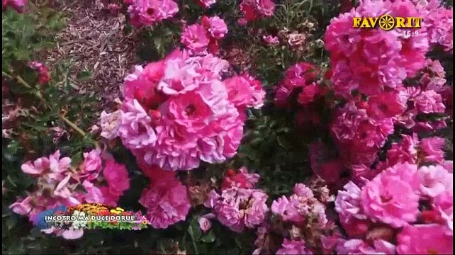 Madalina Artem - De la Dunare si mare (Incotro ma duce dorul - Favorit TV - 27.08.2018)