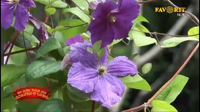 Madalina Artem - Am plecat de mult de-acasa (M-am dus cu dorutu-n lume - Favorit TV - 27.08.2018)