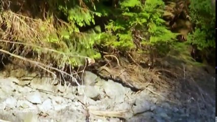 Apex Predator S01 - Ep09 Forage and Gather - Black Bear HD Watch