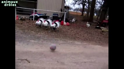 Dindes drôles Football Jouer [HD - très drôle]