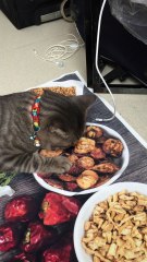 Cat Trying to Eat Tasty Looking Placemat