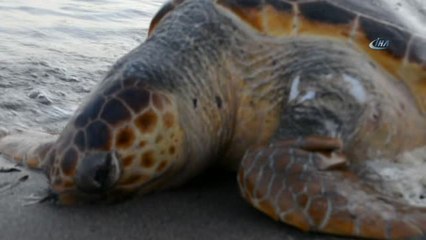 Aliağa Sahilinde Ölü Caretta Caretta Bulundu