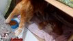 Mama Cat Carrying Baby Kittens Videos Compilation 2017