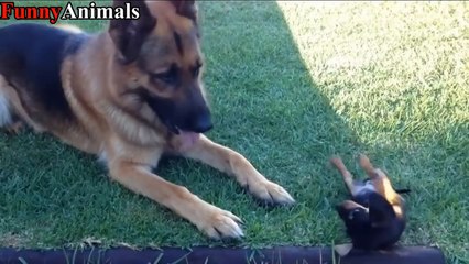 Funny Big Dog Meeting and Playing Little Puppy Compilation 2017