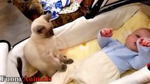 Cats Protecting Babies Videos Compilation 2017 - Cat Loves Babies