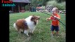 Surely you want to see: Sheltie Dog and Baby happy playing together - Dog and Baby Videos