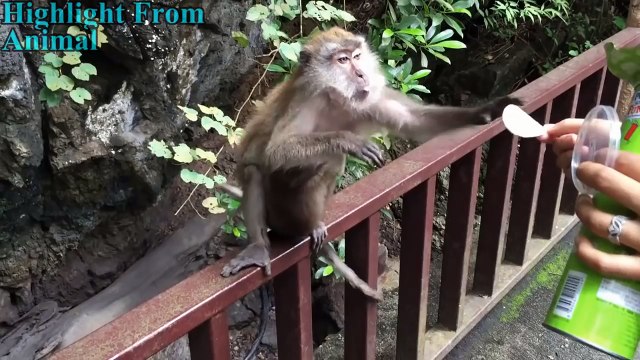 Funny Monkeys Stealing Things Compilation 2017 [NEW]