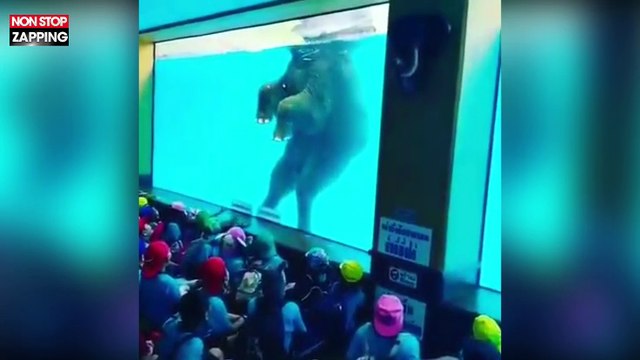 Thaïlande : Des éléphants forcés à nager dans un zoo pour les touristes (Vidéo)