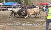 Boğa güreşinde kavga çıktı! Ortalık savaş alanı döndü