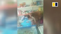 Monkey robs convenience store